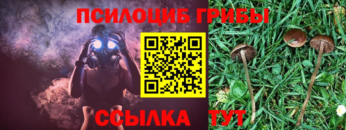 Галлюциногенные грибы Psilocybe Новоуральск